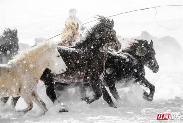 跟着网友游内蒙古丨雪线之上，生活如歌