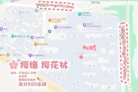 武汉汉江南岸新添2万平方米绝美樱花林图片