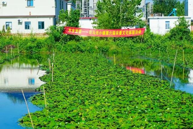 唱菱歌 划菱船 采龙菱！司马光小镇第六届采菱文化体验活动举行