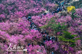 山东青岛：大珠山杜鹃花盛开图片