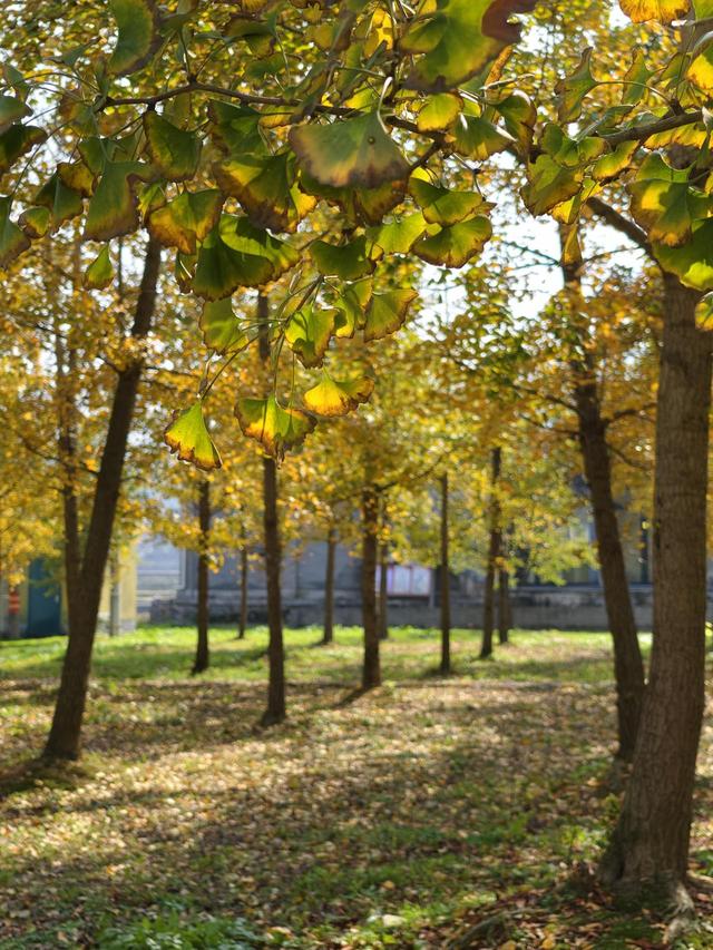 写点生活｜又见盛开在记忆深处的晚饭花
