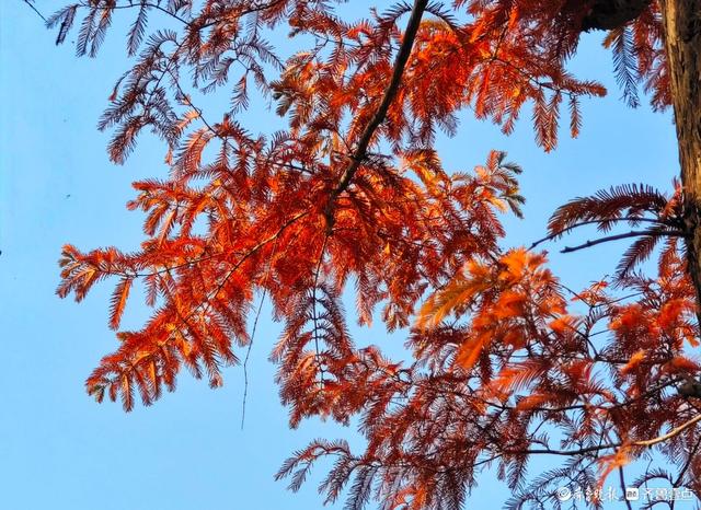 冬日水杉叶泛红，沂河岸边添美景