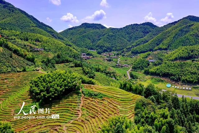 江西崇义：初秋梯田景如画
