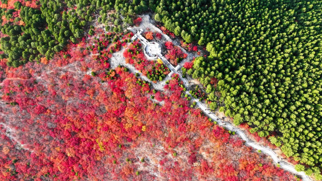 这些地方的红叶，为什么还不红？