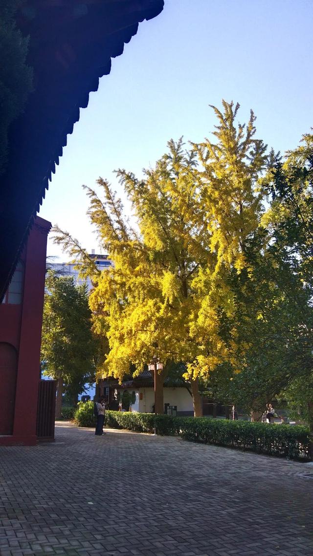 济宁冬季赏叶天花板，错过等一年的绝美景色