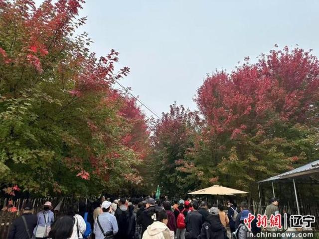 沈阳浑南区：枫叶如诗 乐声如画 王滨红枫里追风市集浪漫启幕