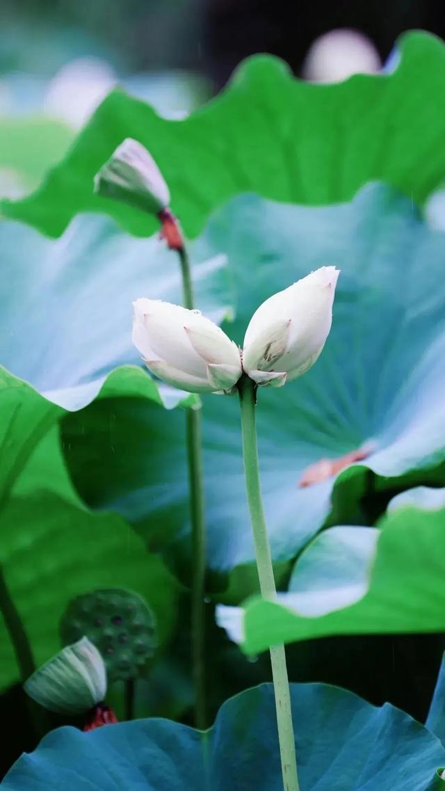 探寻古蜀密码，当然要从新都开始~