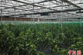 （乡村行·看振兴）江西南昌深耕特色农业产业 “小辣椒”铺就致富路图片