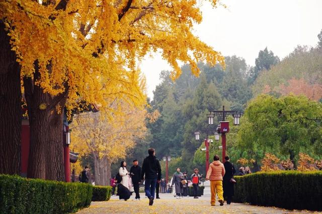 周末带娃赏秋，请收好这份市属公园彩叶地图
