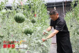 乡村振兴丨良庄镇2斤一个的精品小西瓜丰收啦图片