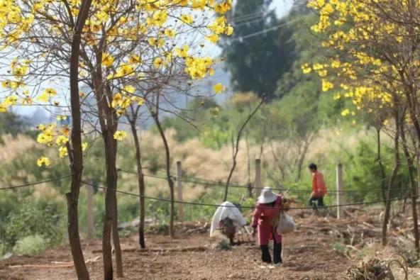 东川黄花风铃开了