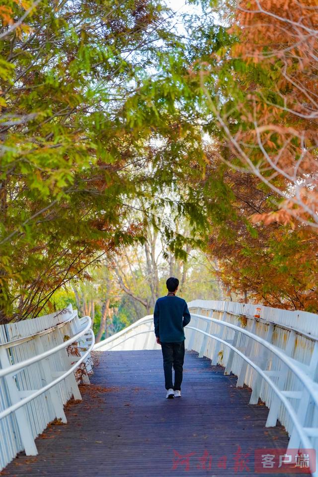 印象港区｜满目金黄，是秋写给冬的告白