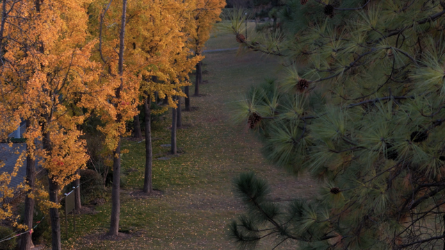 不扫的金叶，是罗店藏在碎金光影里的秋日私语