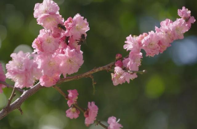 冬樱花、梅花、郁金香、虞美人......昆明最全赏花攻略请查收