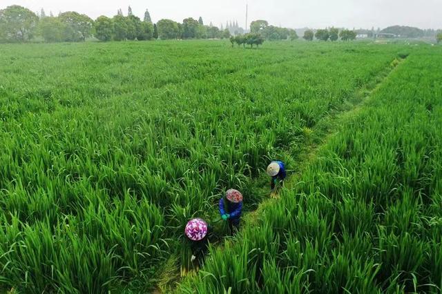 金秋奏响“茭”响曲！上海练塘茭白节暨古镇文化旅游节将启幕