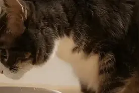 养猫久了才明白，猫咪总是剩几颗猫粮在碗里，原来是这些原因！图片