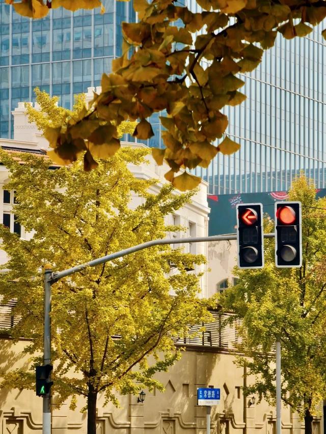 金色长廊加载中！静安这条道路银杏渐入佳境↑