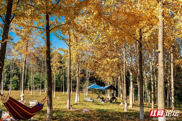 藏在长沙的冬日惊喜：乐喜湖的草木，还在演绎秋的余温