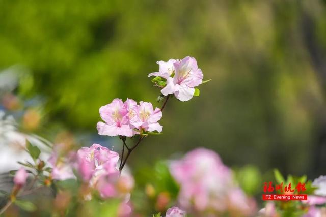 太美了！3万多株杜鹃！福州网红公园，要刷屏！