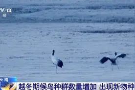 棕尾鵟、鹊鹞、凤头蜂鹰……云南的鸟类栖息地来了新住户图片