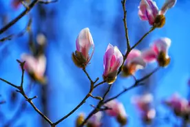 北京国际雕塑公园玉兰花开，本月下旬将迎盛花期图片