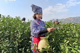 浙江进入春茶季，第一批采茶工已上线：越久就越熟练，赚得也就越多图片