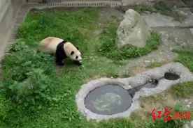 定了！大熊猫“福宝”将于6月12日正式亮相图片