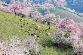 四月花繁 新疆各地赏花忙图片