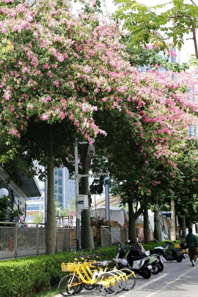 粉色花海，已开遍龙华