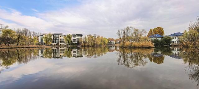 闯入秋日油画！紫玉公园红树林的天鹅舞会正在上演