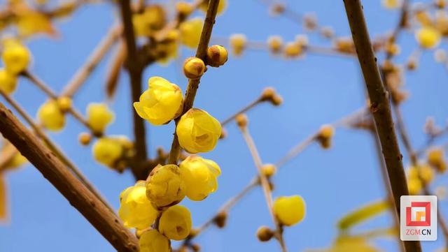 香气满园！自贡盐都植物园邀您赴一场冬日幽香之约