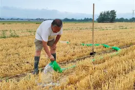 山西闻喜县久旱后迎来小雨：村民蹲守田间引水18小时给玉米“解渴”图片