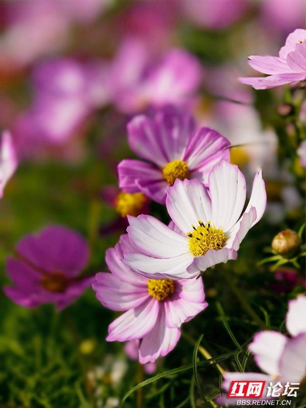 秋游时刻丨波斯菊盛放，安乡书院洲湿地织就花海浪漫