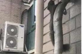 杭州一小区松鼠泛滥成灾：不怕人，在家里“吃香喝辣”，业主都怕了图片