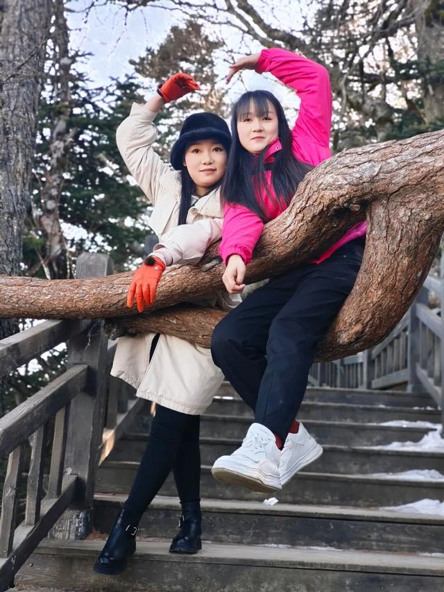 太白山这棵 “网红树” 火了！