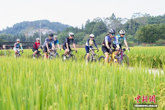 广西梧州稻浪金黄 骑行队伍穿梭享丰景