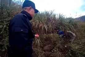 横冲直撞的“二师兄”，被当场击毙图片