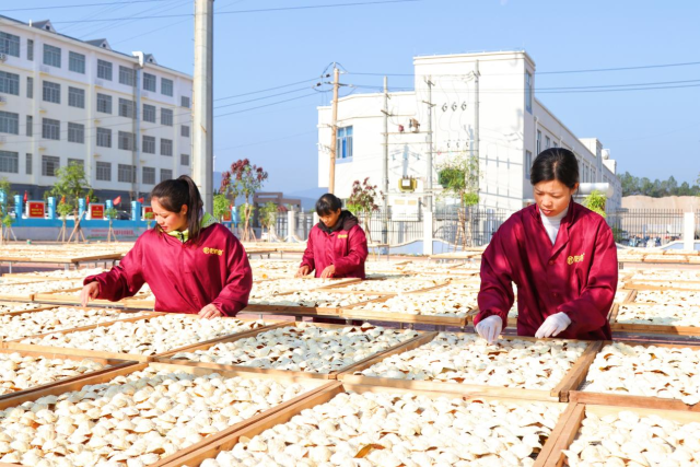浦北陈皮文化旅游周28日开幕