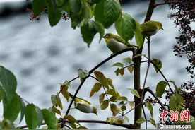 云南大山包保护区首次发现国家二级保护动物红胁绣眼鸟图片