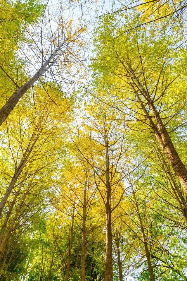 限时绝美！年度顶流！