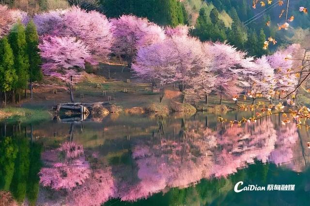 蔡甸后官湖14座山体将变身“花果人家”，春华秋实四季皆景