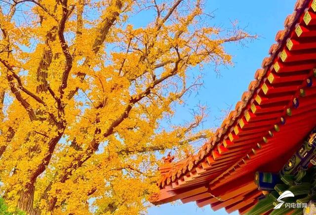 组图丨岱庙初冬美如诗 银杏书写“暖冬情书”