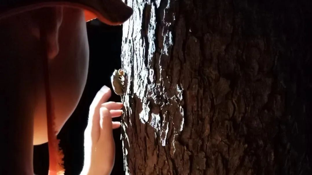 上海夏夜专属福利！这些地方能邂逅萤火虫与“夜精灵”的狂欢