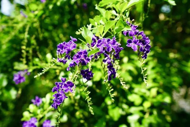 趁秋色浪漫，见一面吧