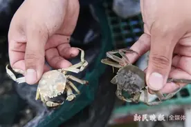 上海培育出白色大闸蟹！甲壳近乎半透明，蟹黄蟹膏清晰可见，今年秋天就上桌图片