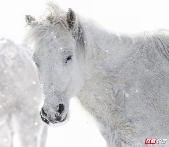 跟着网友游内蒙古丨雪线之上，生活如歌