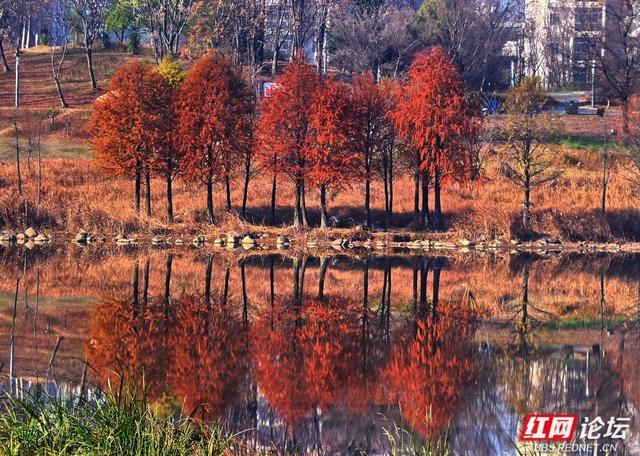 漫步神农湖：在城市的喧嚣边缘，寻一方安宁