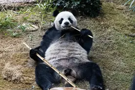 两只赠港熊猫正式亮相，画面憨态可掬！“安可”寄托美好寓意图片