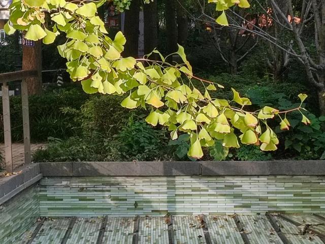 银杏渐黄，黄金城道即将进入“观赏季”→
