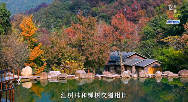 舟山这片彩色森林，迎来最佳观赏期！已经有人拍到了……